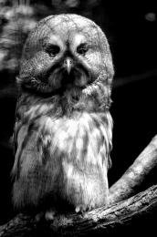 Robert De Nir-Owl Picture